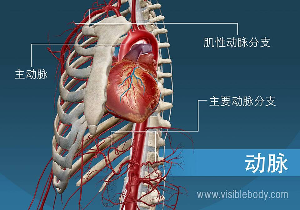 人体的大动脉和分支